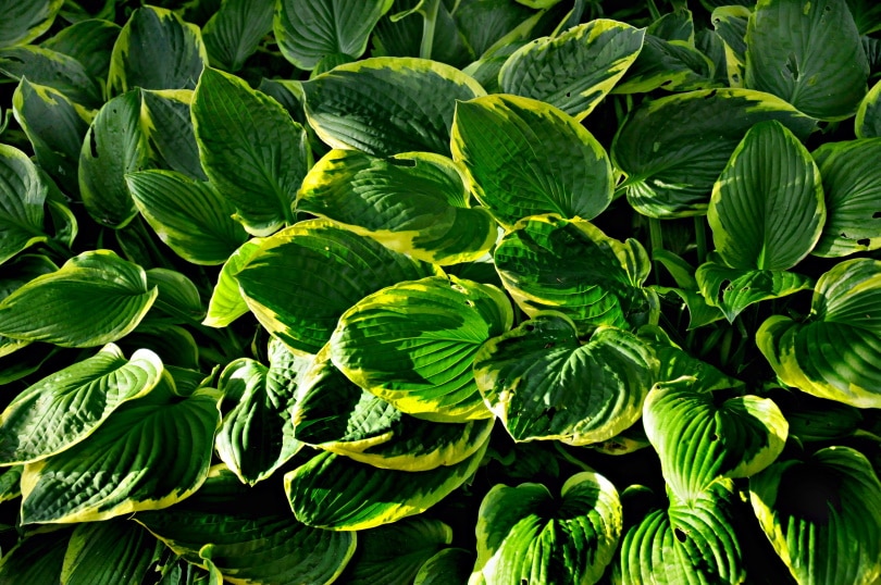 hostas plant