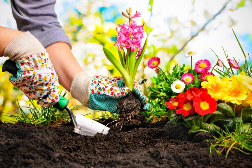 human hands planting flowers