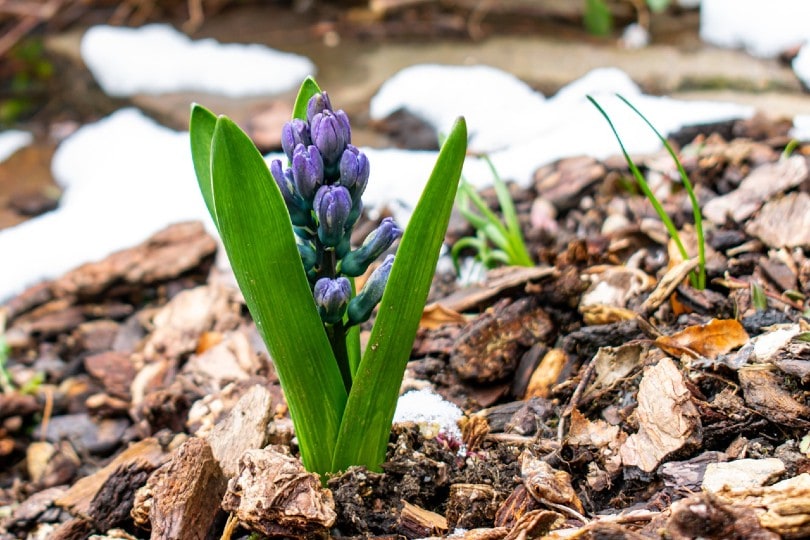 hyacinth on wood mulch