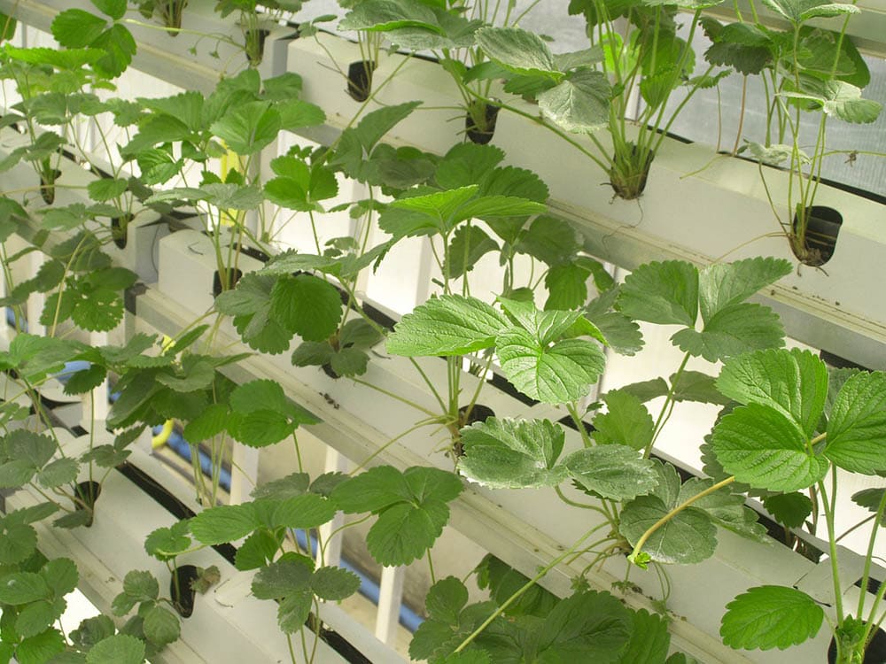hydroponic gardening