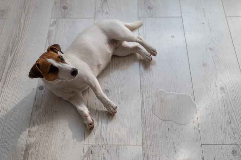 jack russell dog lying near wet spot