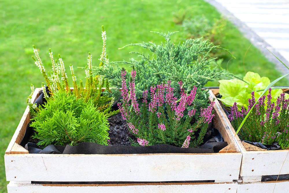 Juniper raised garden bed