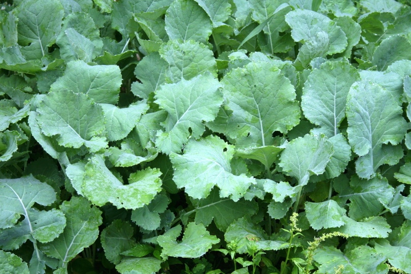 kale