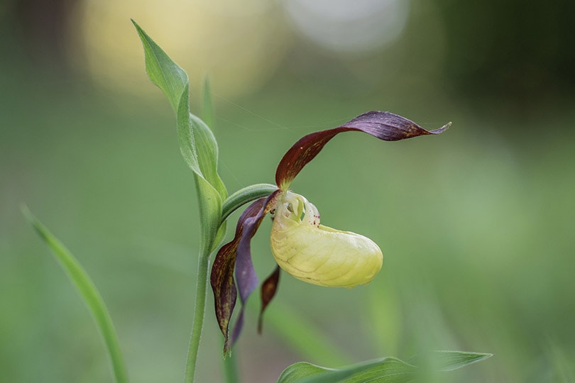 ladys slipper orchid plant