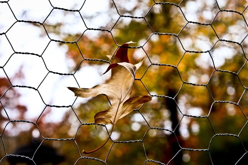 leaf caught in chicken wire