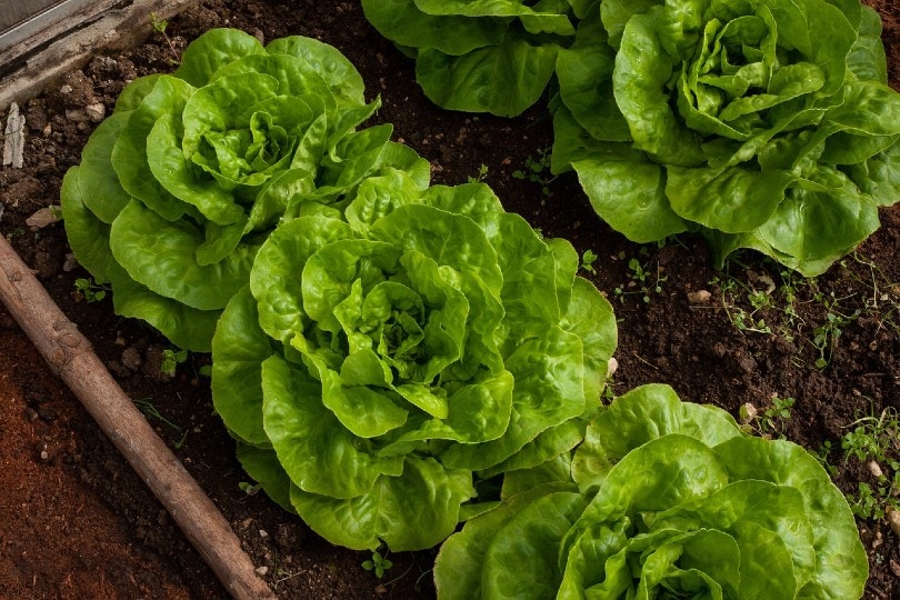 lettuce being planted