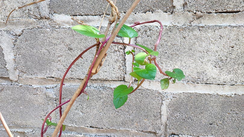 malabar spinach vines