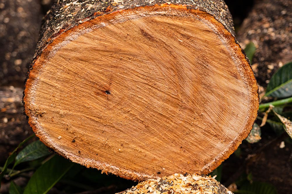 mango tree trunk