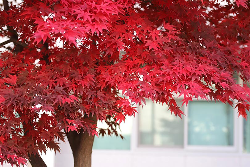 mapple tree