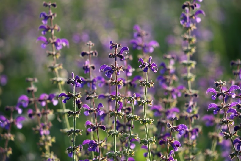 meadow sage flowers