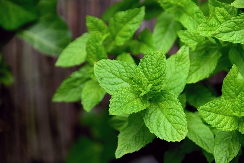mint leaves