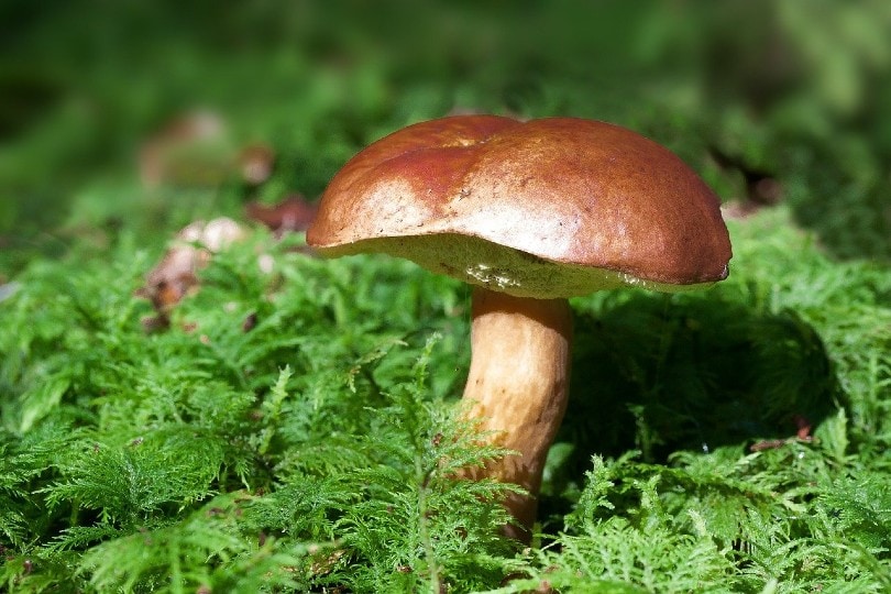 mushroom plant
