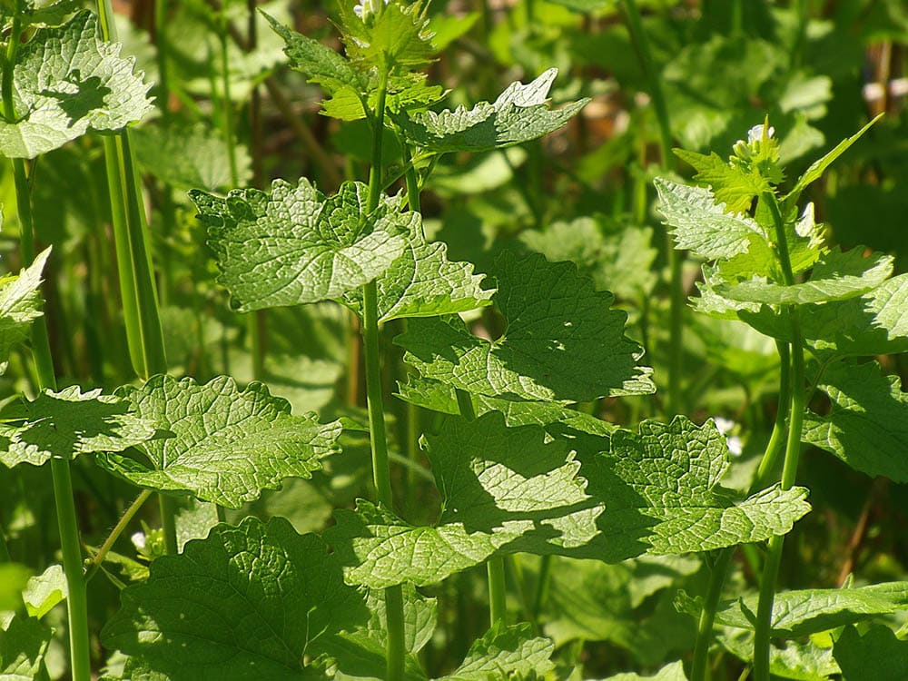 mustard greens plant