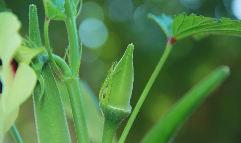 okra bud