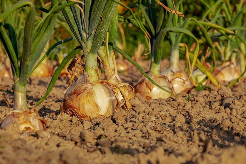 onion field