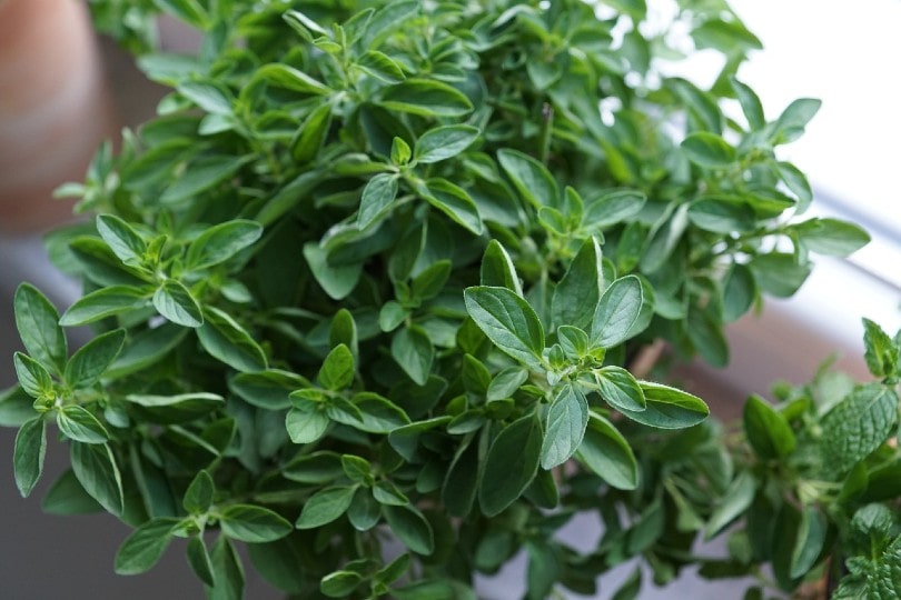 oregano leaves