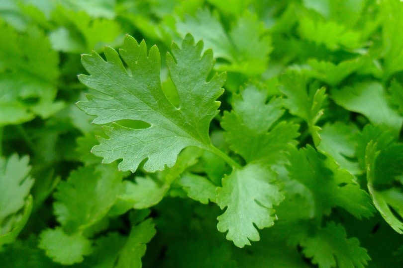 parsley leaves