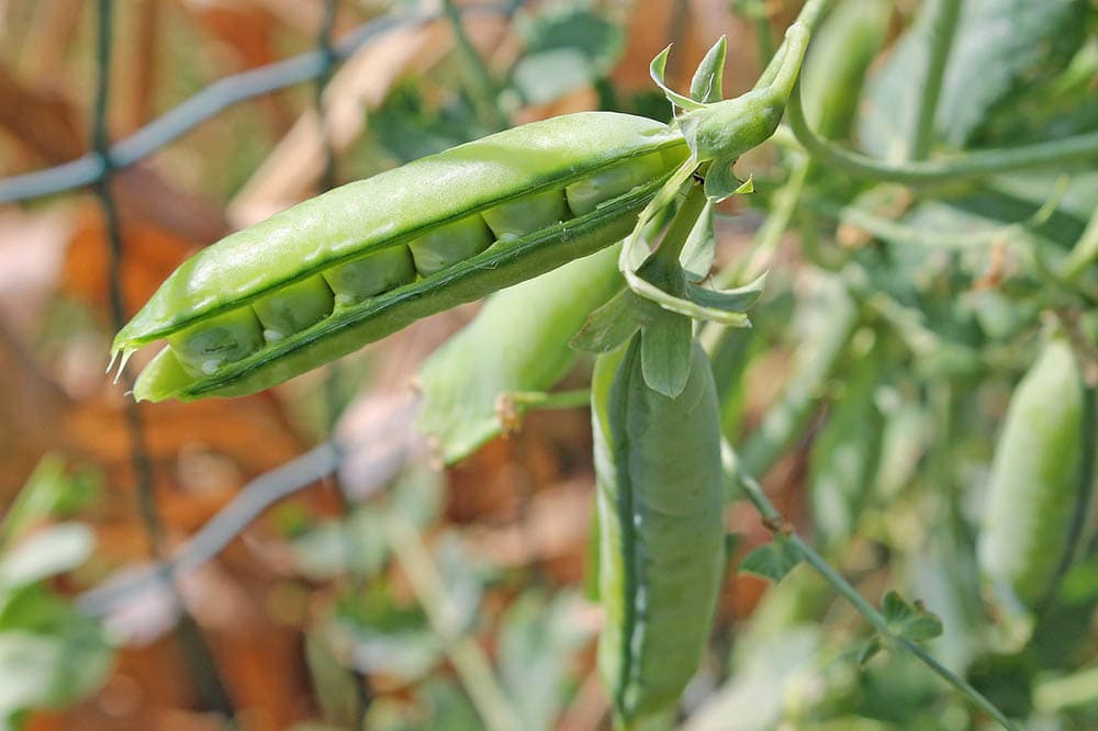 peas growing on the fence