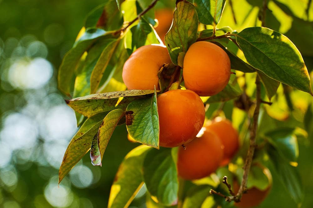 persimmon tree close up