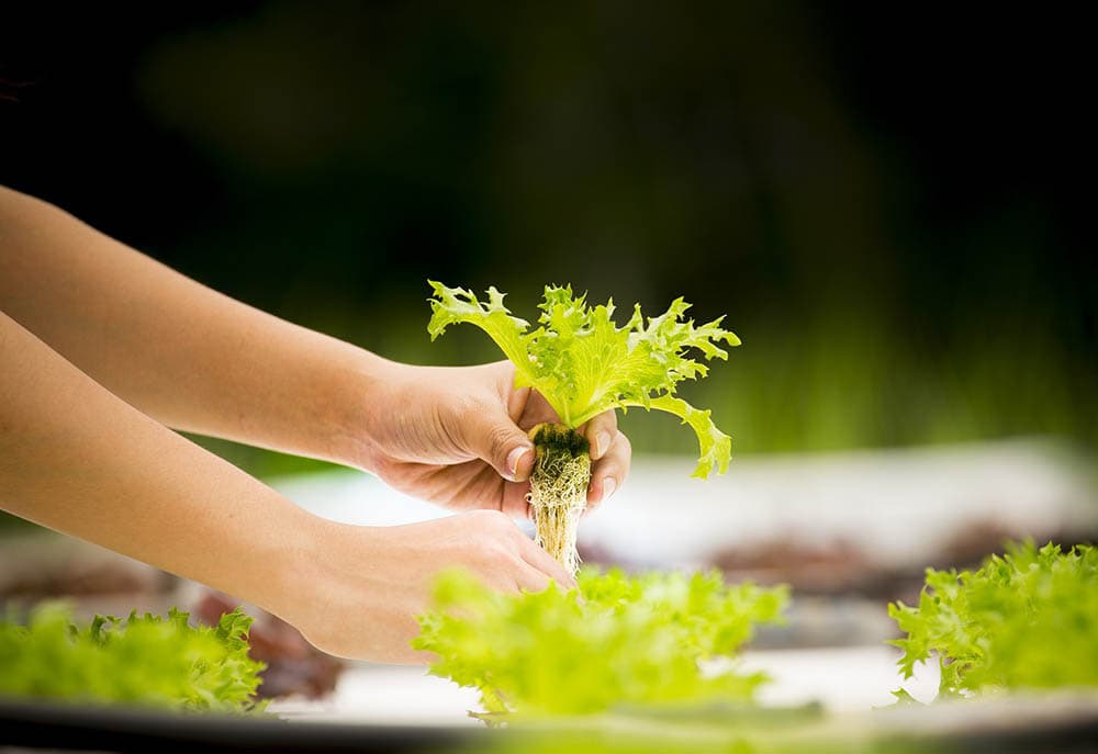 person planting lettuce using hydroponic gardening