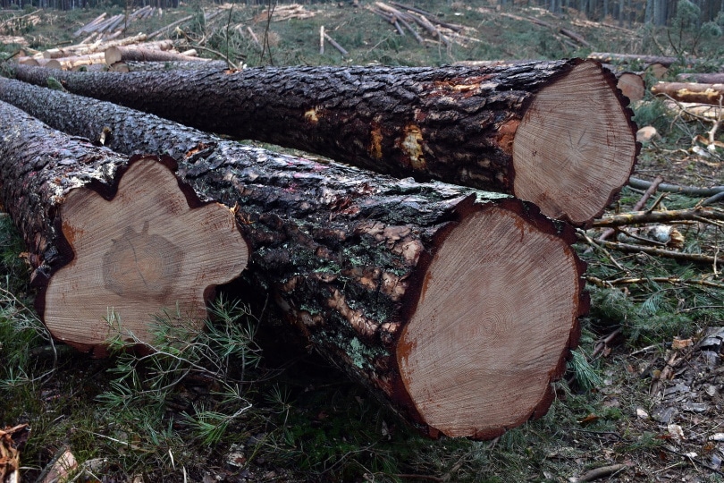 pine lumber