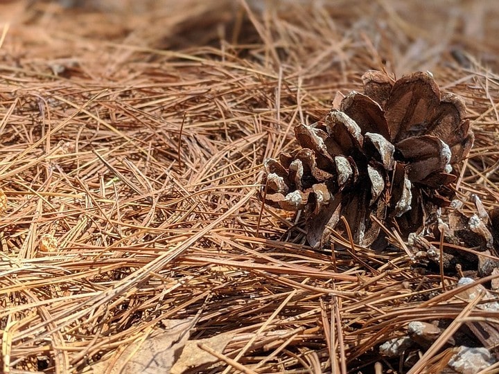 pine needles wood mulch