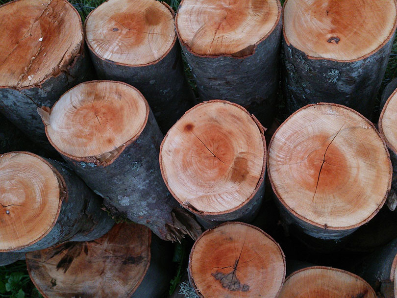 pine wood trunks