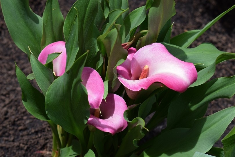 pink calla lily