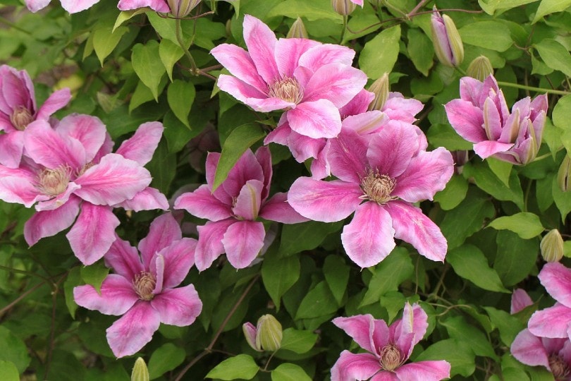 pink clematis flowers