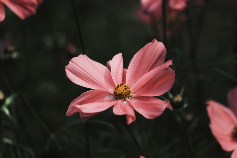 pink cosmos flower