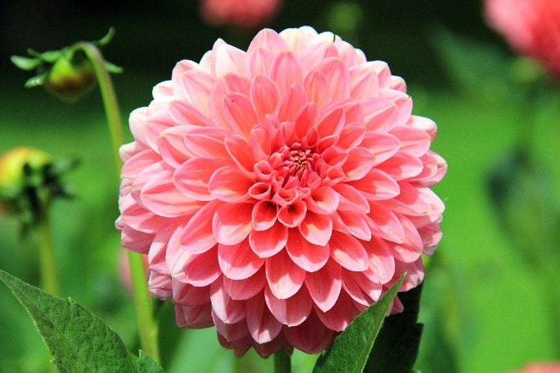 pink dahlia