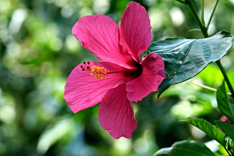 pink hibiscus flower
