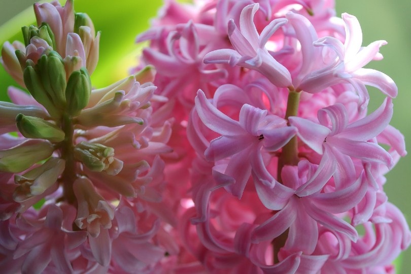 pink hyacinth flower