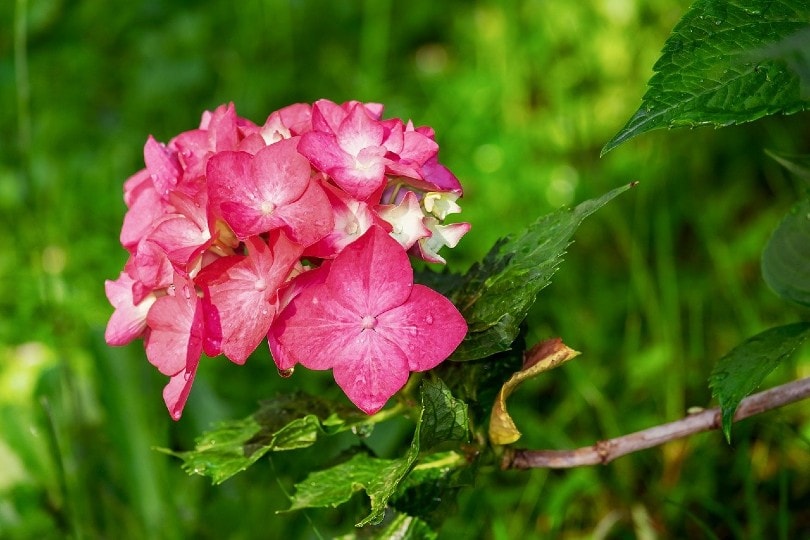 pink hydrangea flower