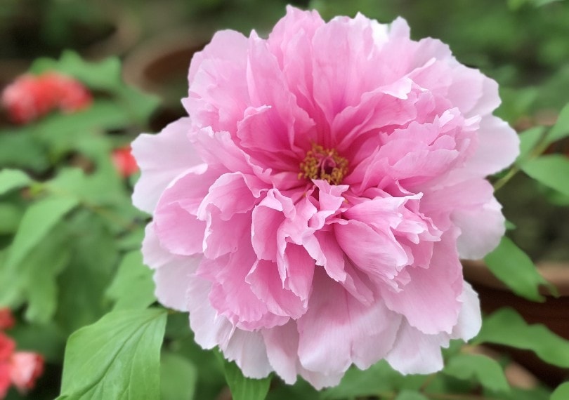 pink peony
