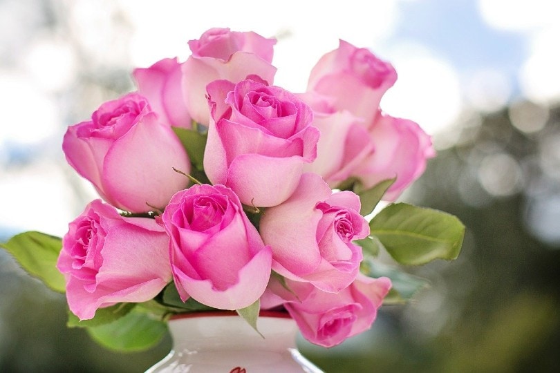 pink roses in a white vase