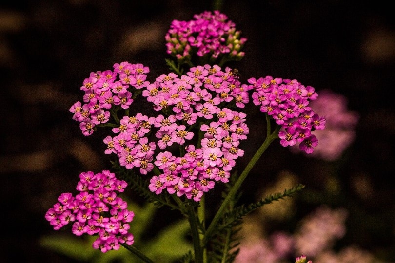 pink yarrow