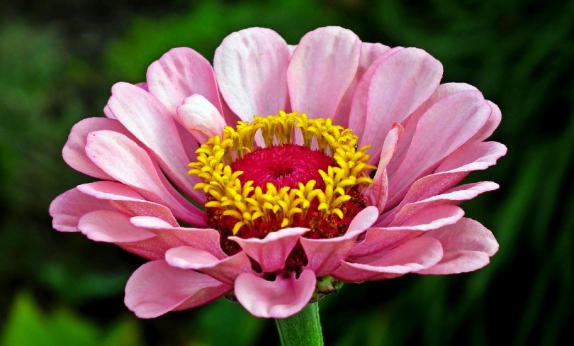 pink zinnia flower