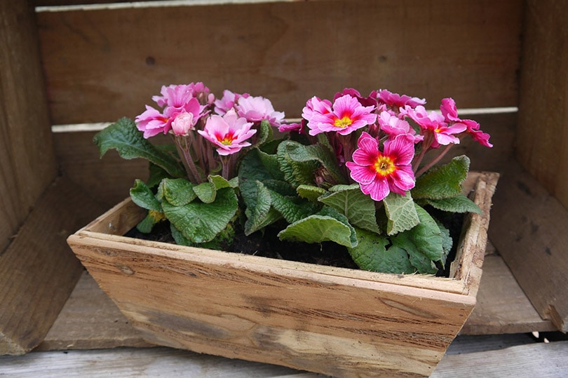 primroses in cedar planter