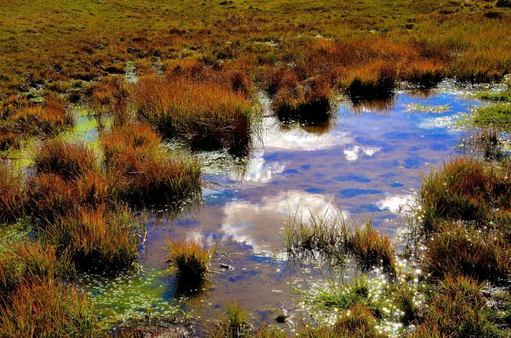 Puddle in nature with wetland grass