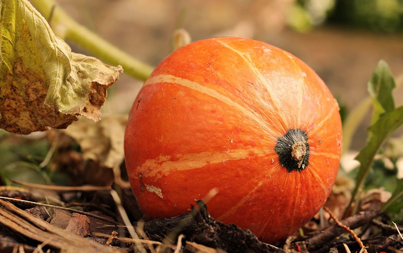 pumpkin
