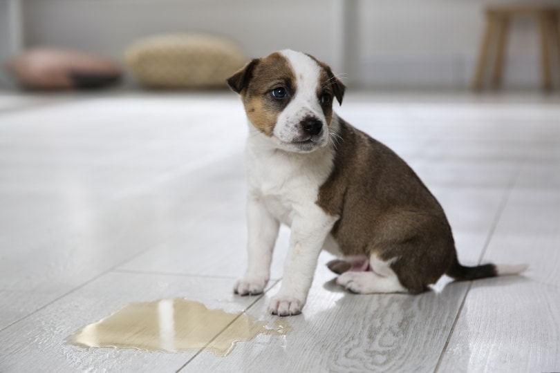 puppy near puddle on floor