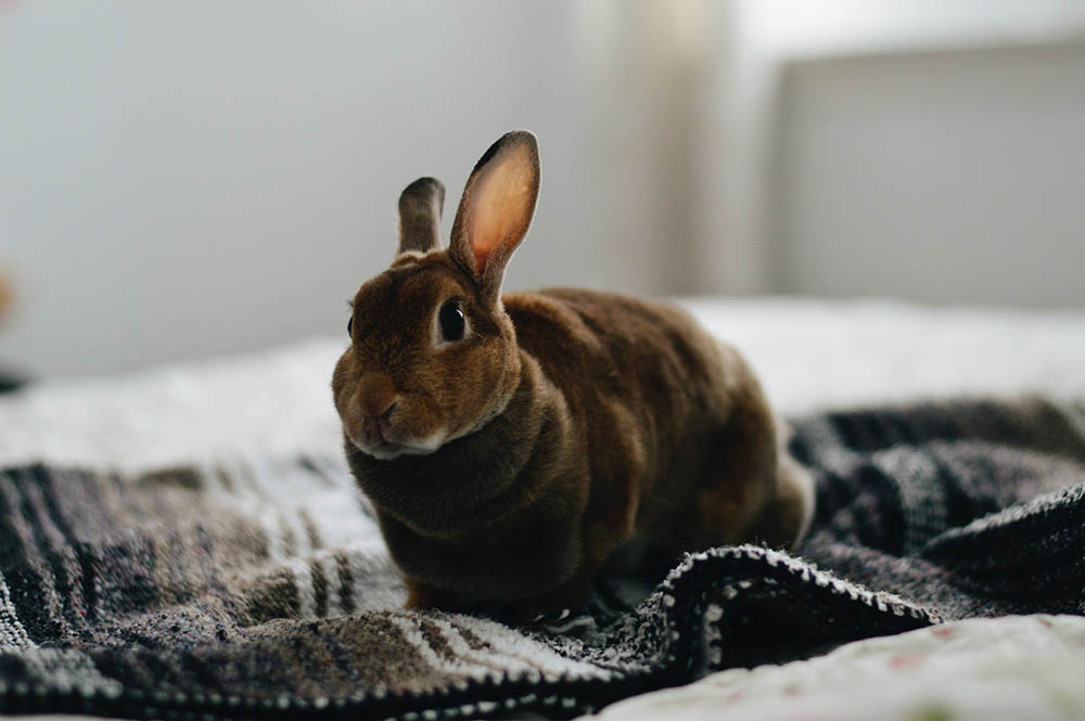 rabbit sitting on the bed