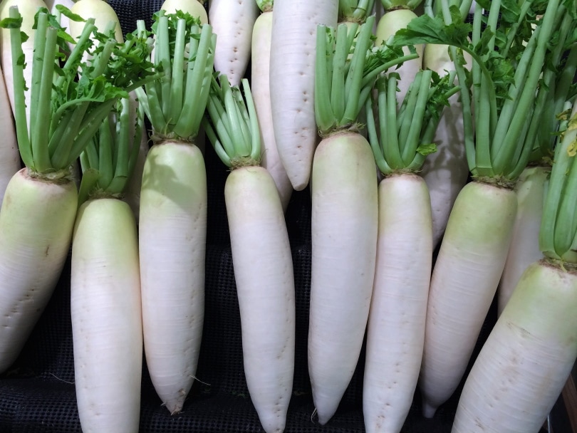 radish