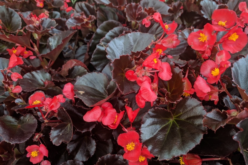 red leaf begonia