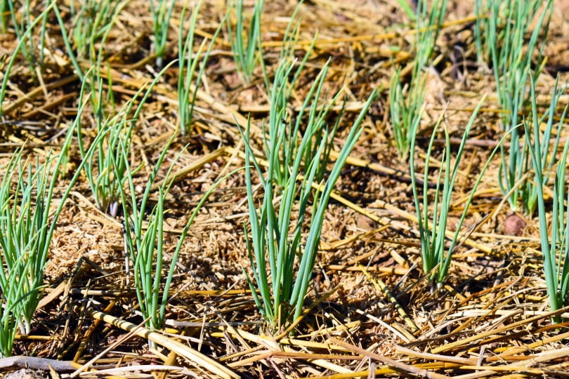 scallions organic plant
