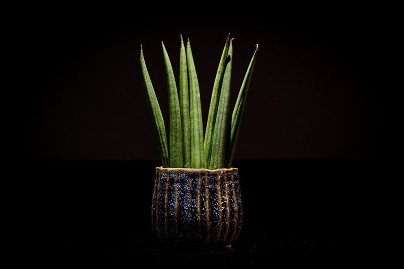 snake plant in a pot