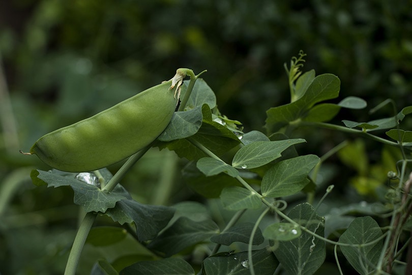 snap pea bud
