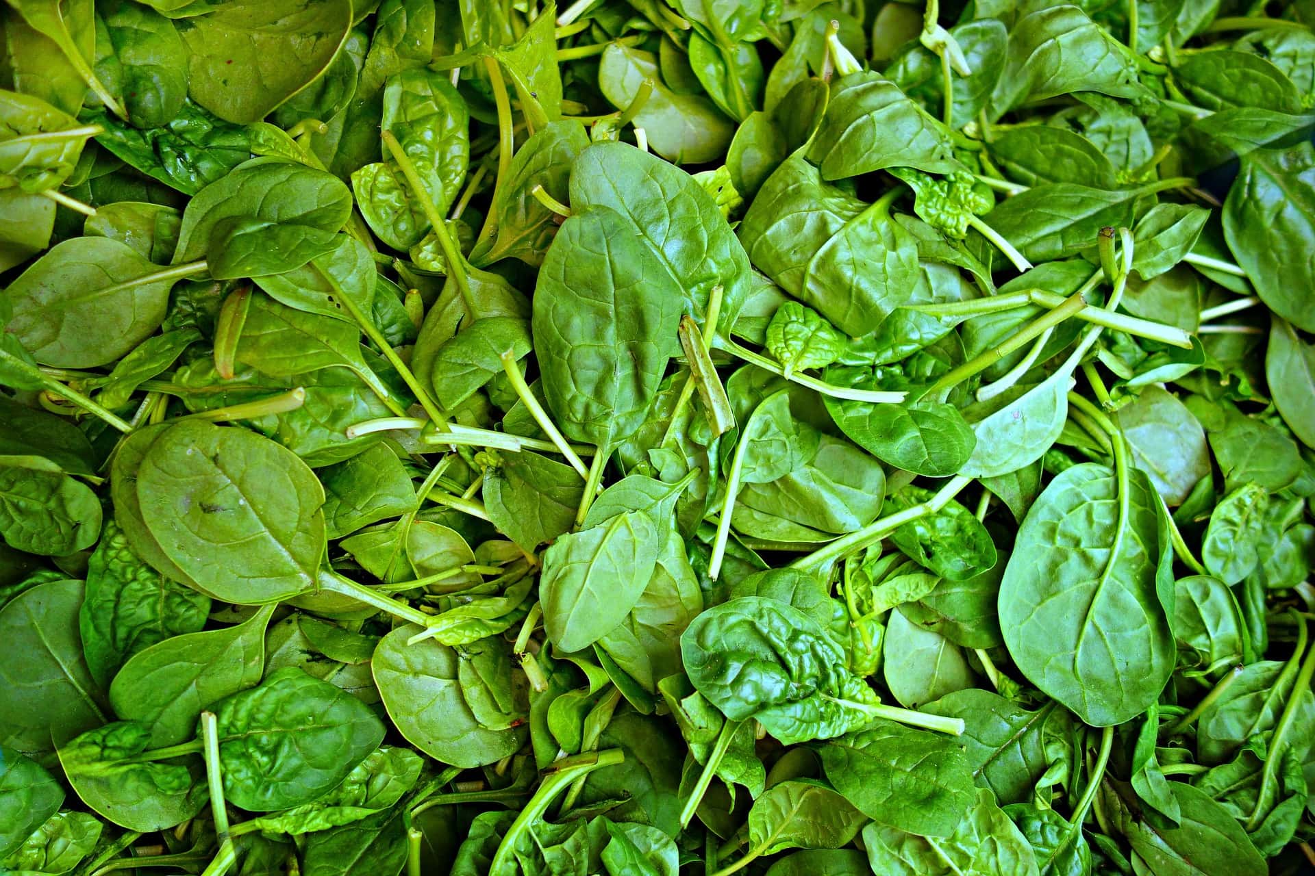 large amount of spinach