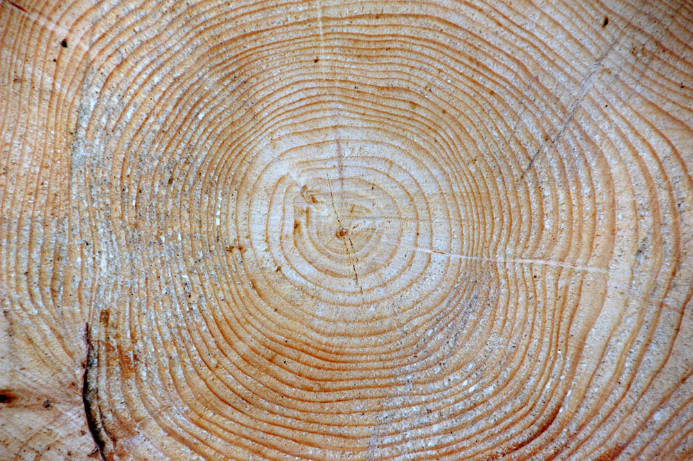 spruce trunk bark
